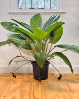 Tacca chantrieri (Black Bat plant) - Plant Daddy
