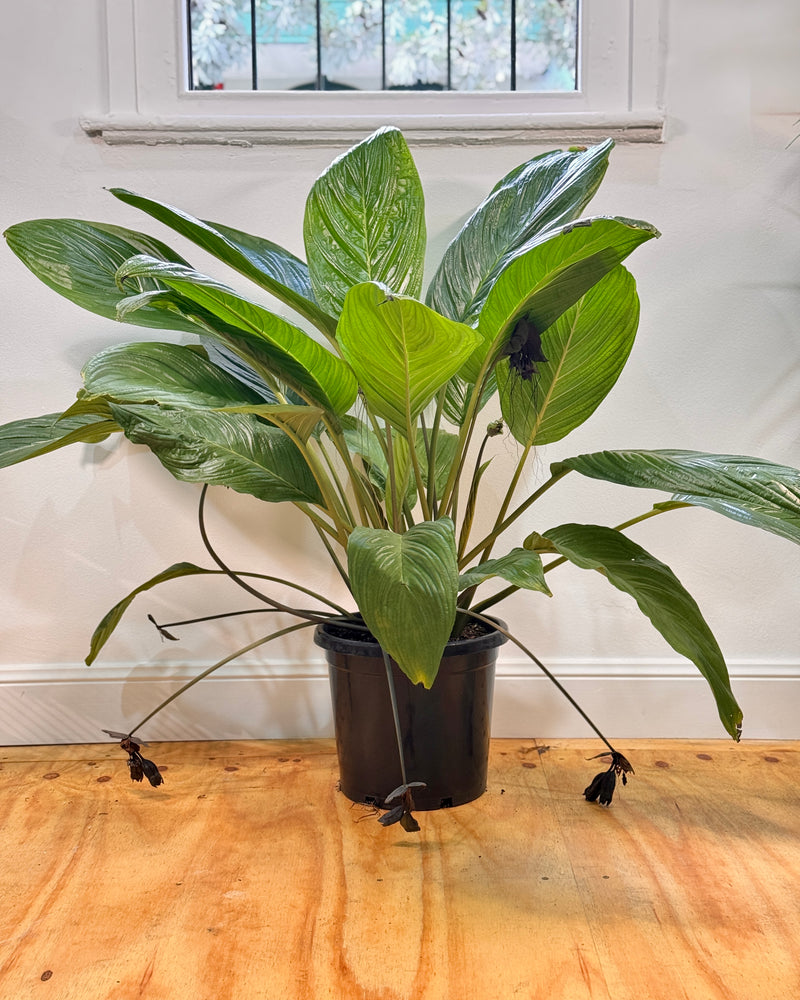 Tacca chantrieri (Black Bat plant) - Plant Daddy
