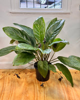 Tacca chantrieri (Black Bat plant) - Plant Daddy