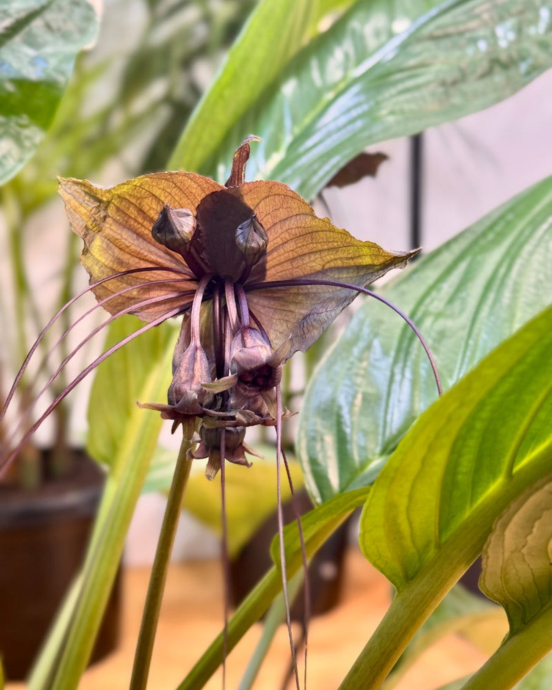 Tacca chantrieri (Black Bat plant) - Plant Daddy