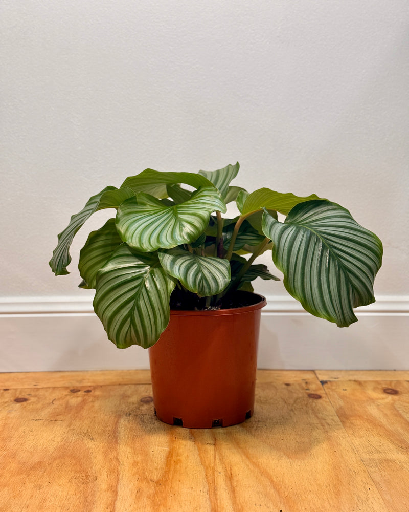 Calathea orbifolia