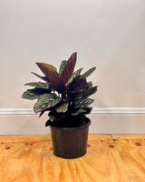 Calathea Sanderiana