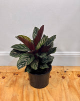 Calathea Sanderiana