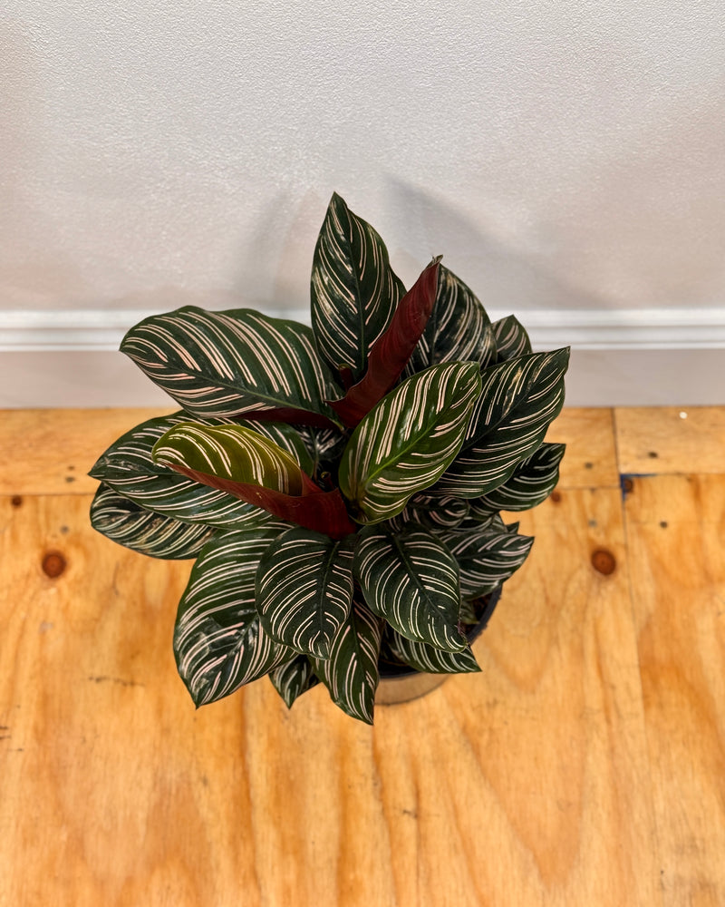 Calathea Sanderiana