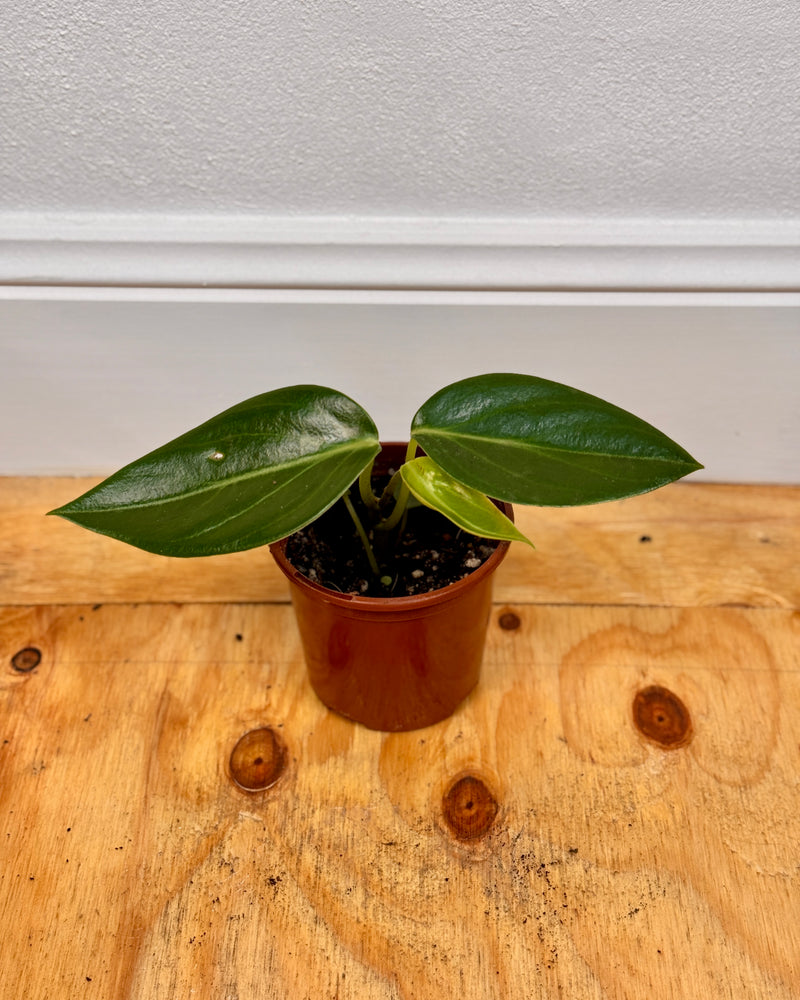 Peperomia ‘Xiang Cao' - Plant Daddy