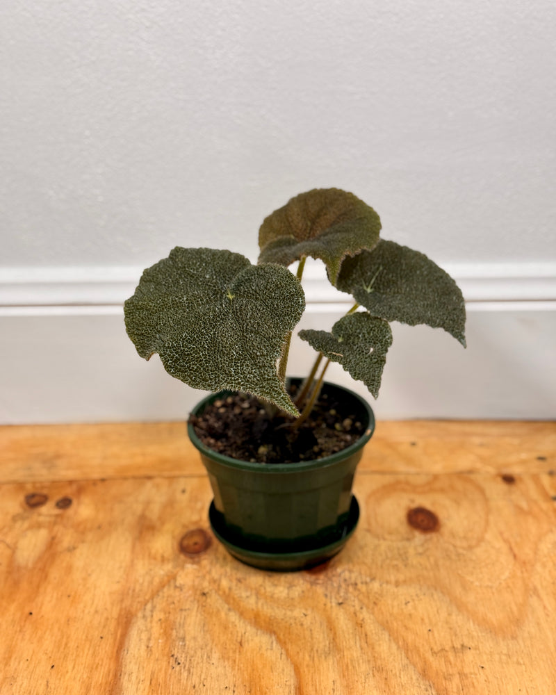 Begonia masoniana 'River'