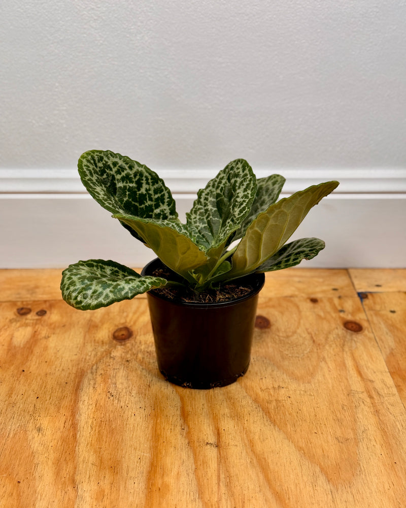 Streptocarpus 'Pretty Turtle'