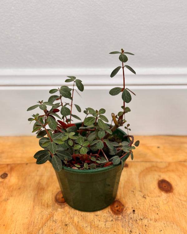 Peperomia verticillata (Red log) - Plant Daddy