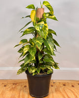 Epipremnum aureum (Devils Ivy/Golden Pothos) on Totem
