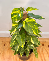 Epipremnum aureum (Devils Ivy/Golden Pothos) on Totem