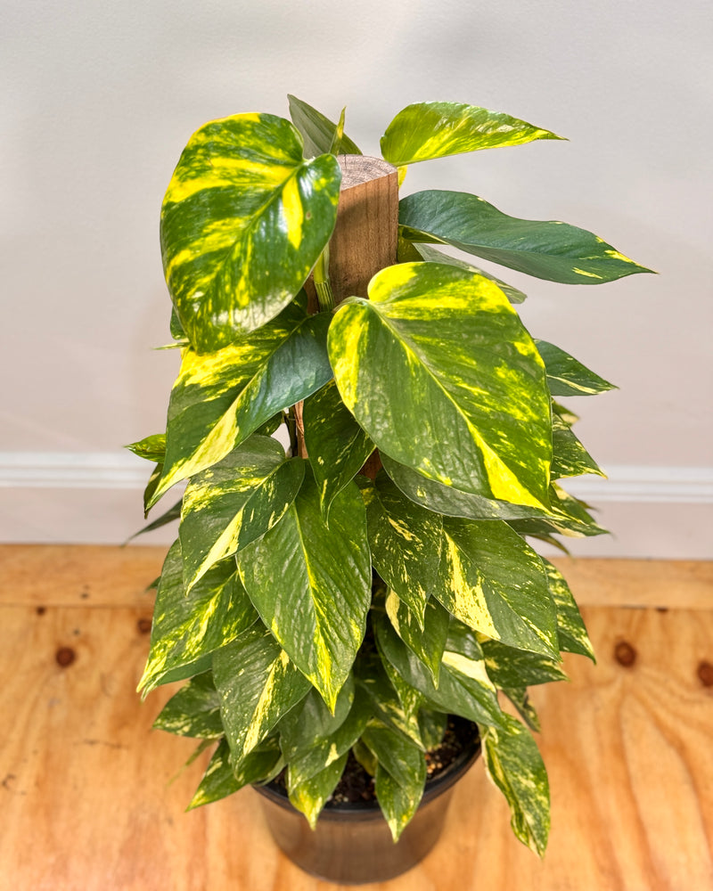 Epipremnum aureum (Devils Ivy/Golden Pothos) on Totem