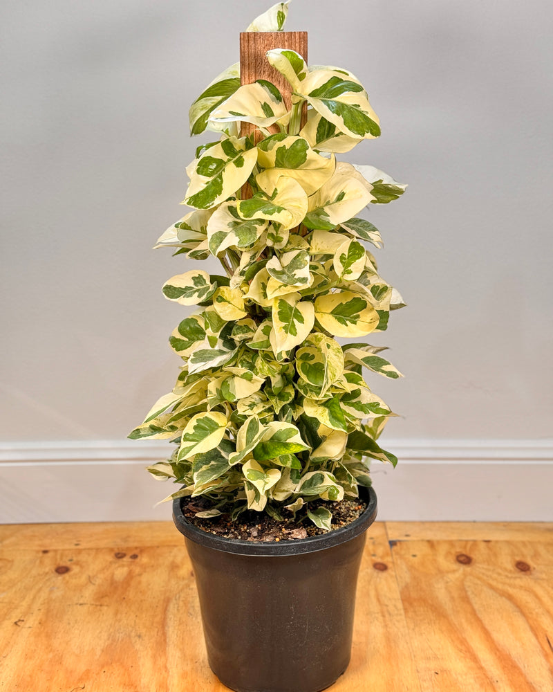 Epipremnum aureum 'Snow Queen' on Totem