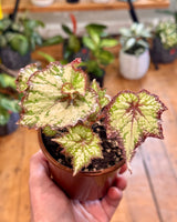 Begonia rex cv