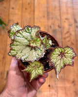 Begonia rex cv