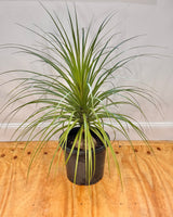 Beaucarnea recurvata (Ponytail Palm)
