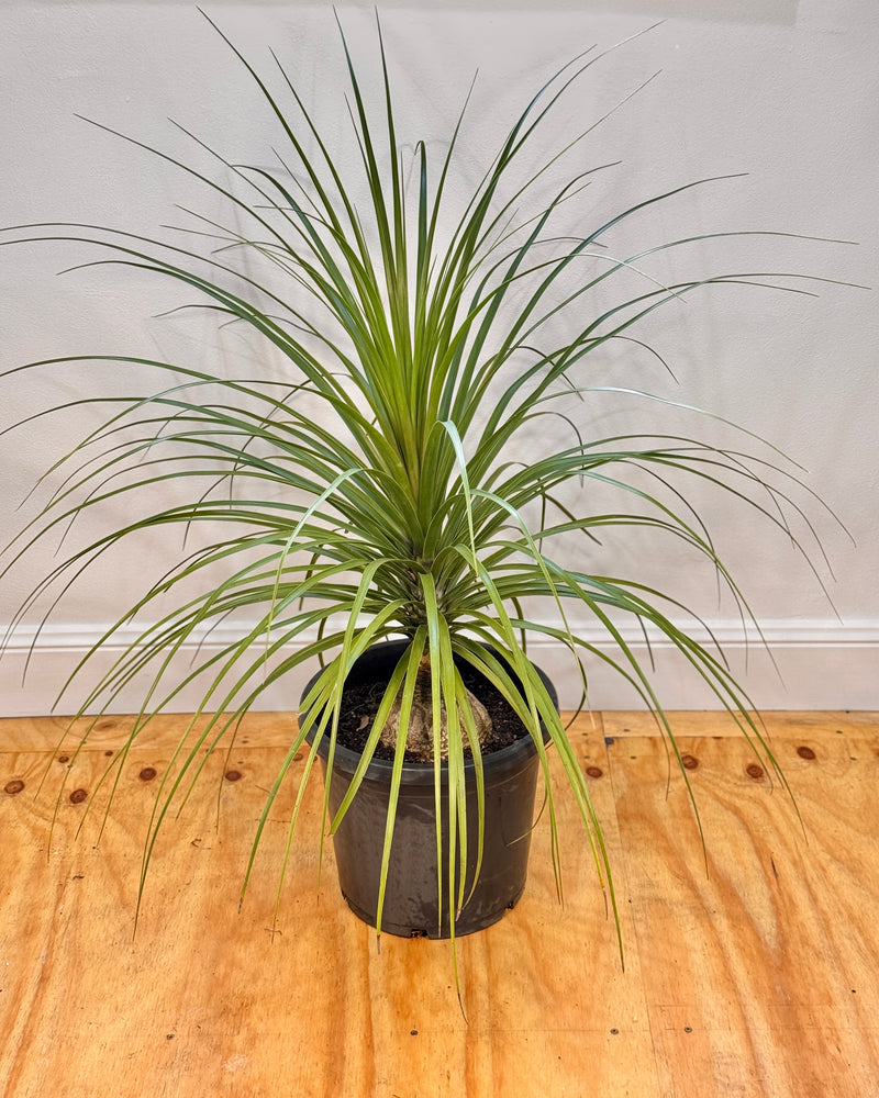 Beaucarnea recurvata (Ponytail Palm)