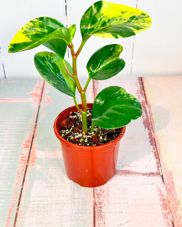 Peperomia Obtusifolia Marble