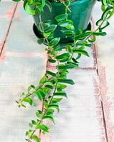 Aeschynanthus Curly (Lipstick plant)