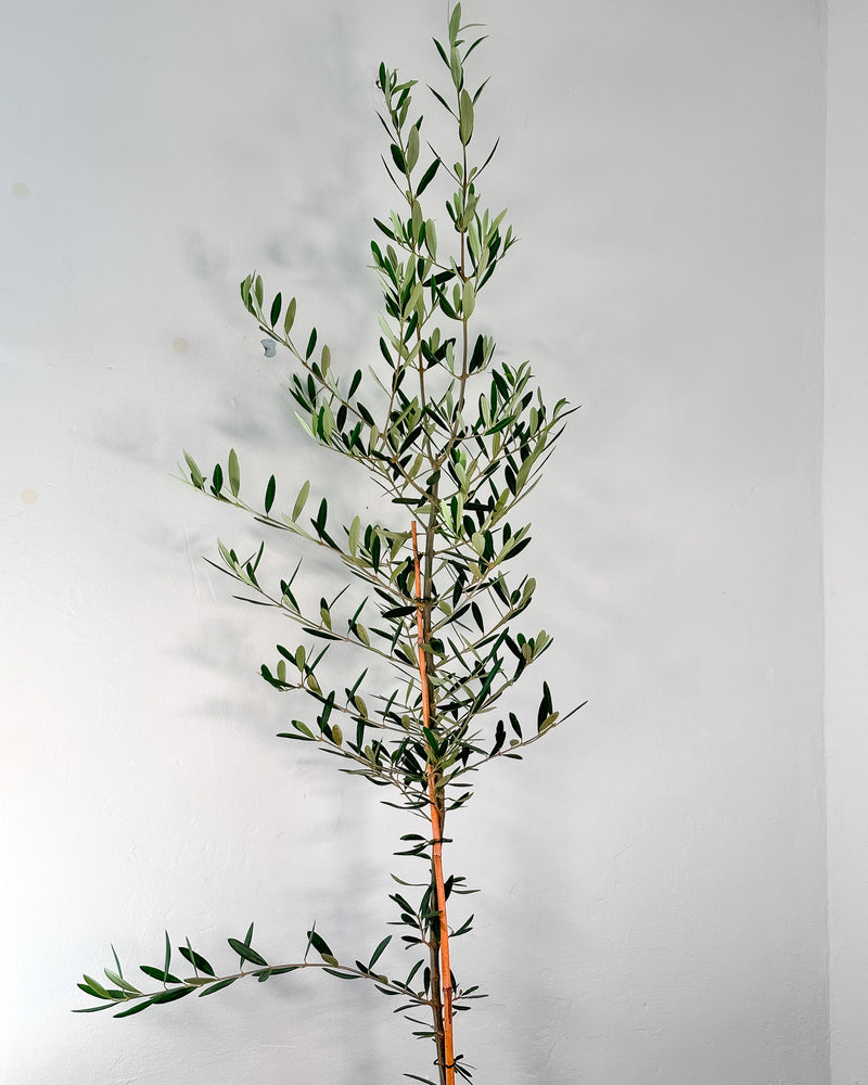 Olea Frantoio (Olive Tree)