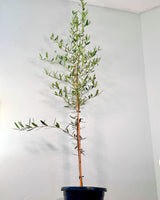 Olea Frantoio (Olive Tree)
