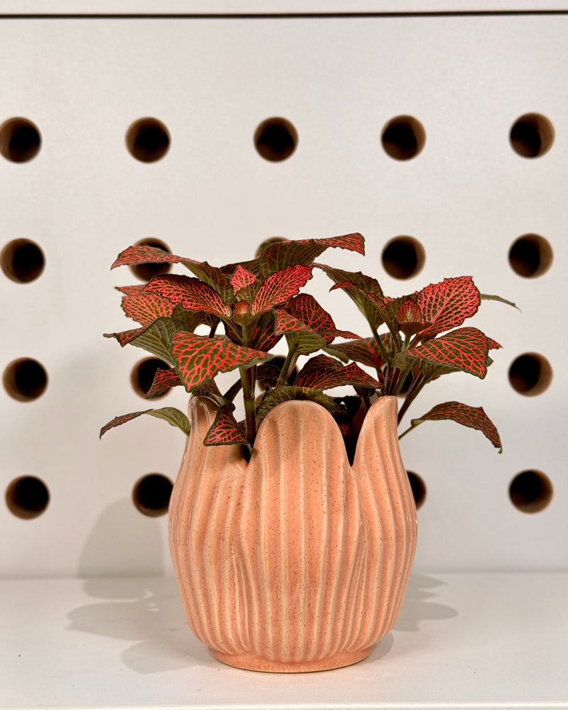 Tulip Ceramic Planter - Plant Daddy