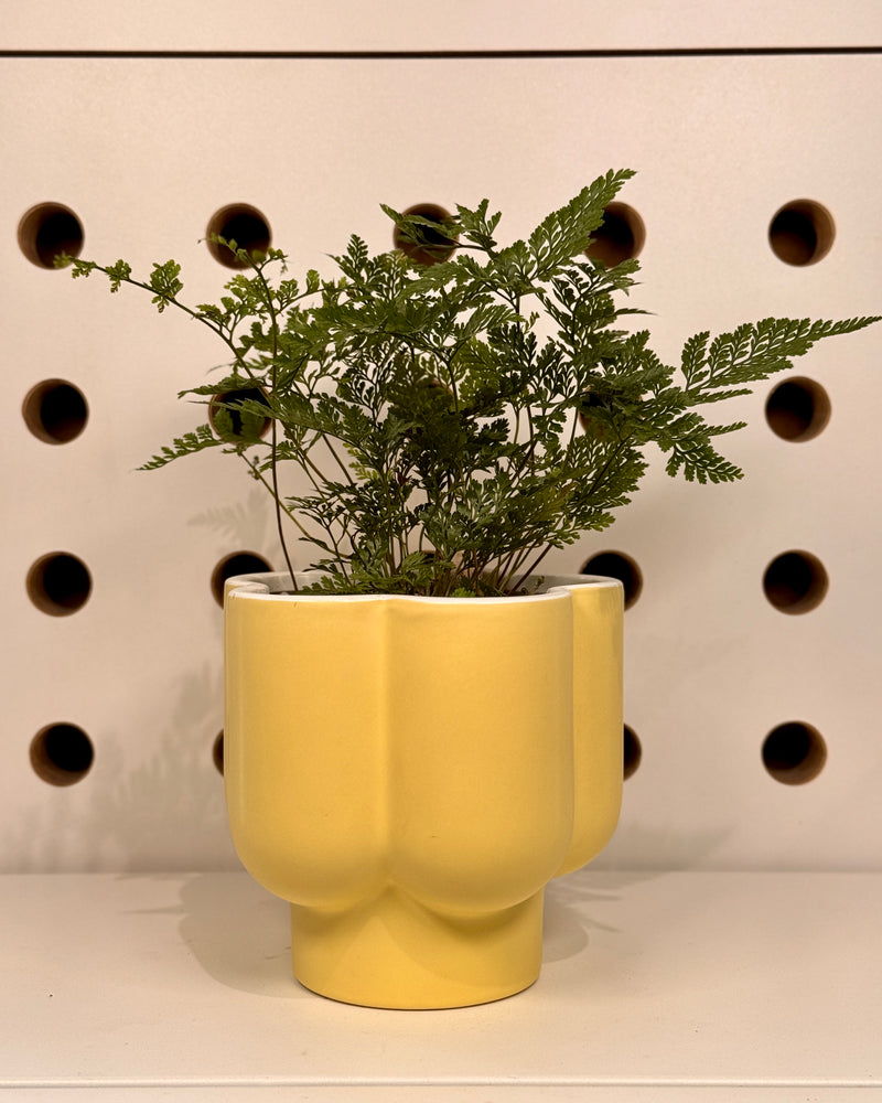 Jojo Planter Potted With Fern - Plant Daddy
