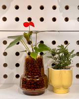 Jojo Planter Potted With Fern - Plant Daddy
