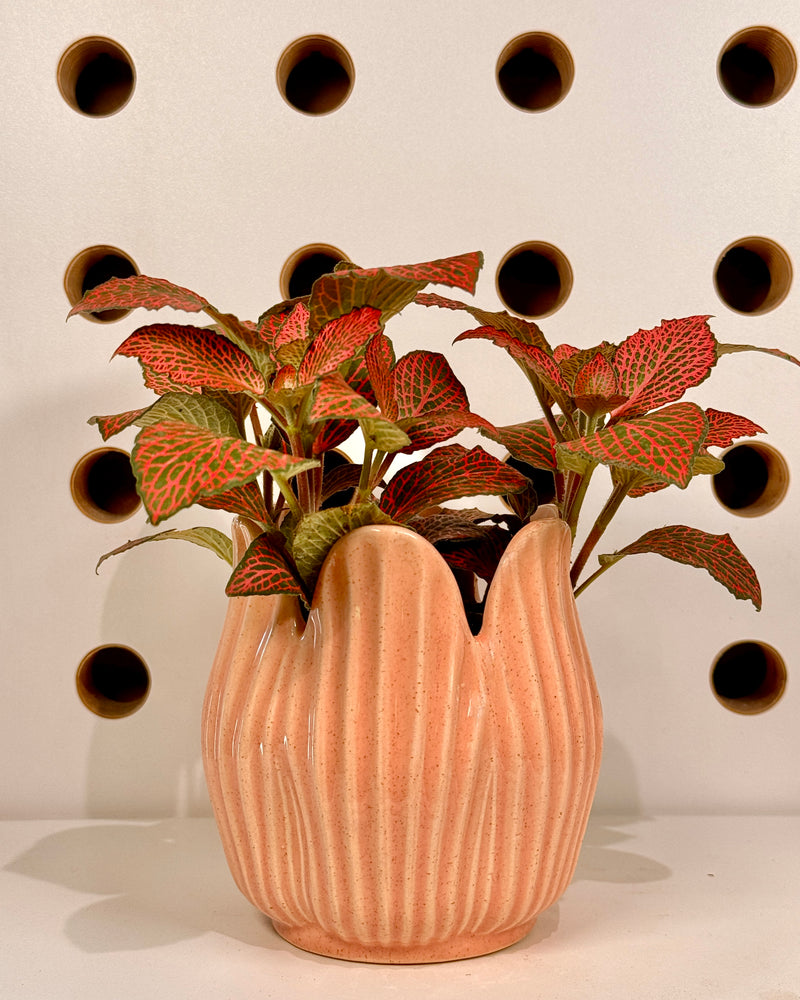 Tulip Planter Potted With Fittonia - Plant Daddy