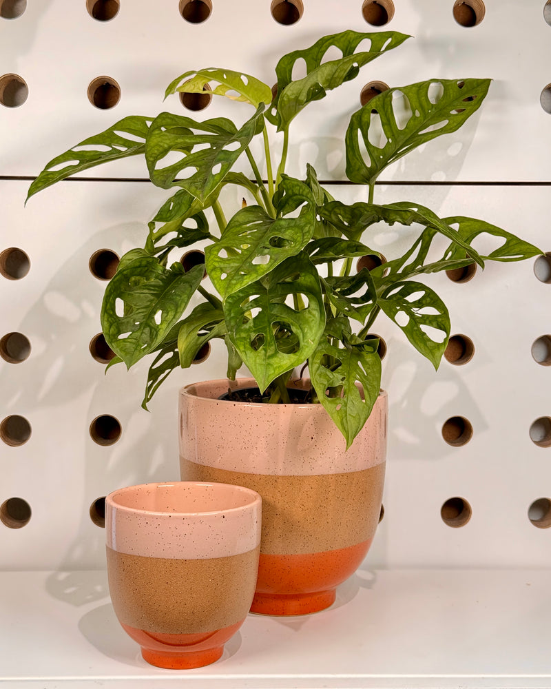 Neo Ceramic Planter - Plant Daddy