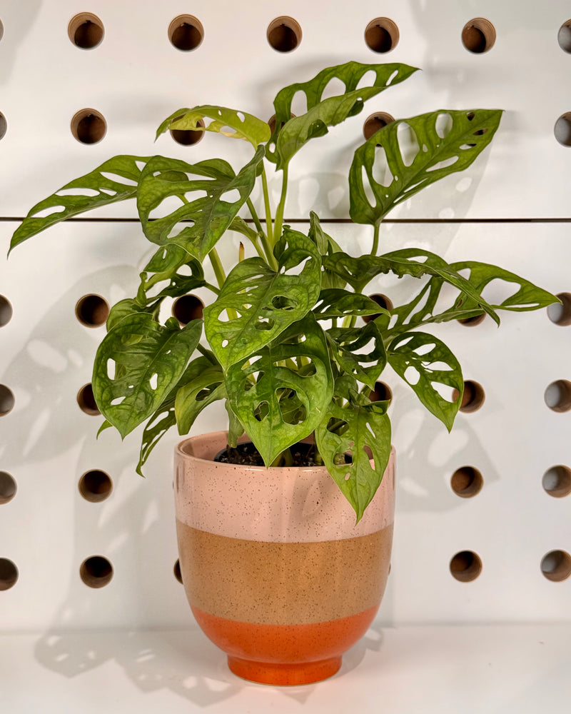 Neo Ceramic Planter - Plant Daddy