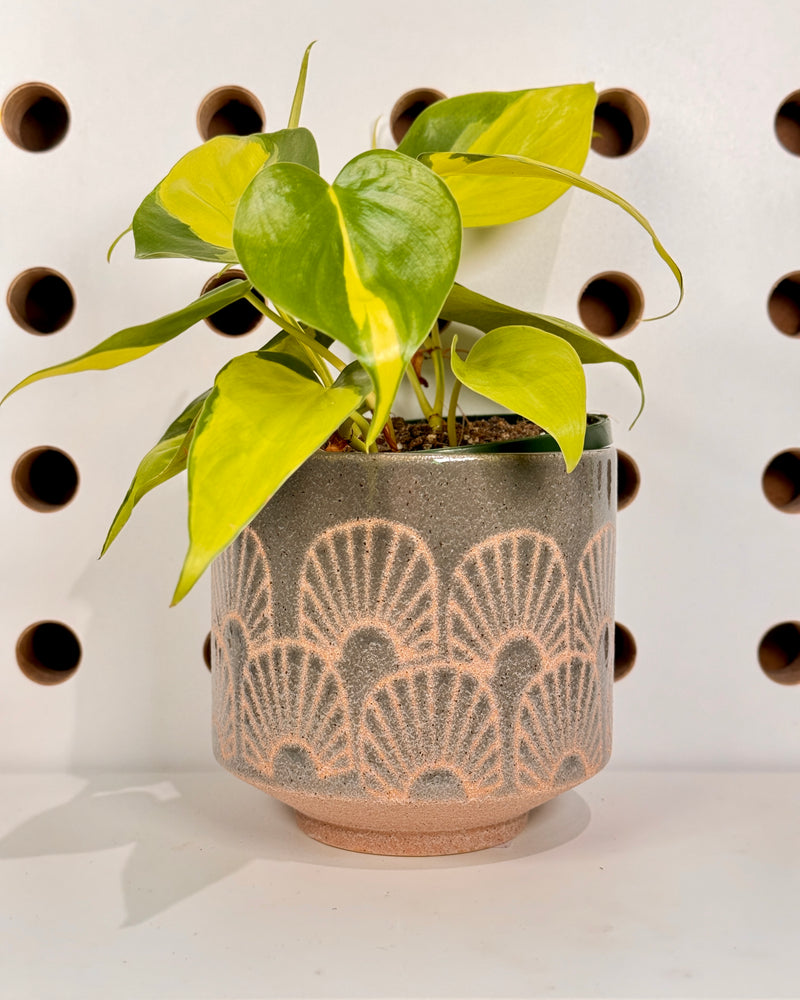 Fossil Ceramic Planter - Plant Daddy