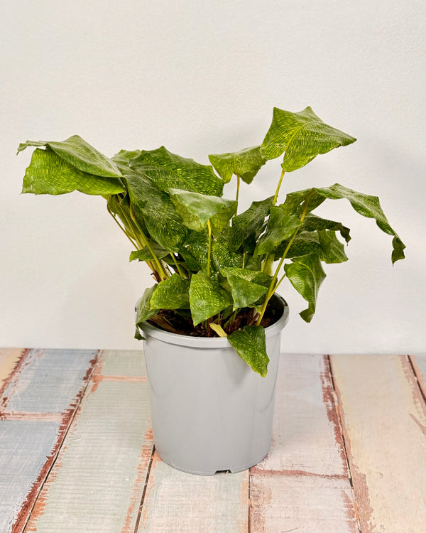 Calathea musaica - Plant Daddy