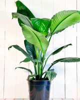 Peace Lily Blue Moon (Spathiphyllum Blue Moon)