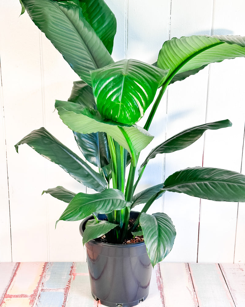 Peace Lily Blue Moon (Spathiphyllum Blue Moon)
