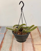 Cleistocactus colademononis (Monkey Tail Cactus) - Plant Daddy