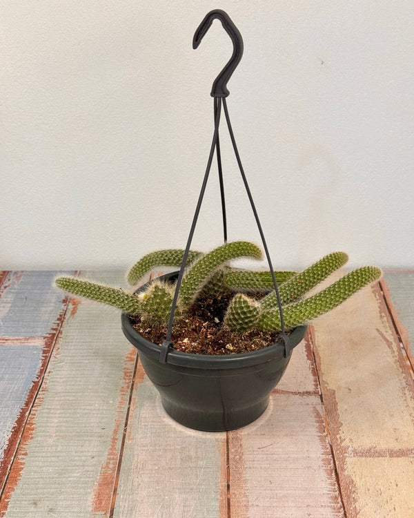 Cleistocactus colademononis (Monkey Tail Cactus) - Plant Daddy