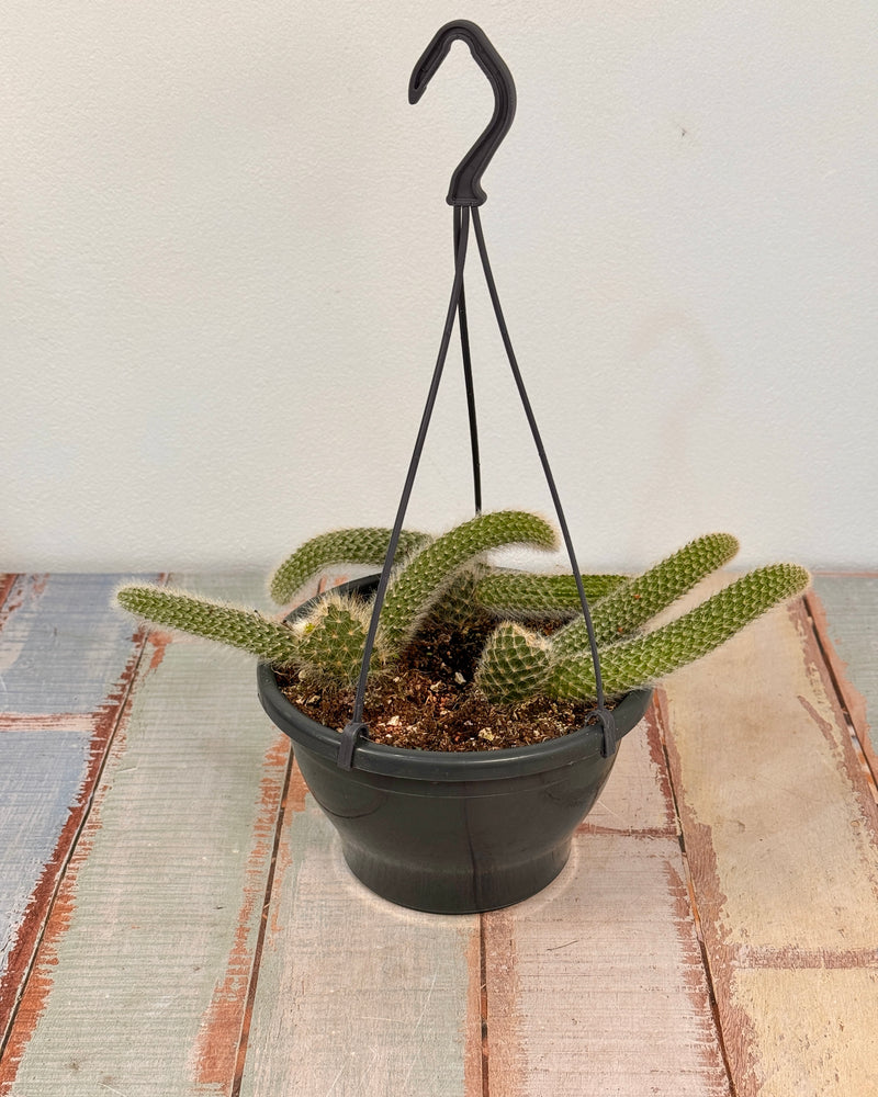 Cleistocactus colademononis (Monkey Tail Cactus) - Plant Daddy