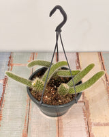 Cleistocactus colademononis (Monkey Tail Cactus) - Plant Daddy