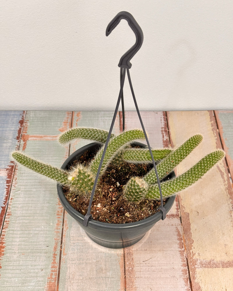 Cleistocactus colademononis (Monkey Tail Cactus) - Plant Daddy