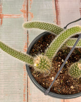 Cleistocactus colademononis (Monkey Tail Cactus) - Plant Daddy
