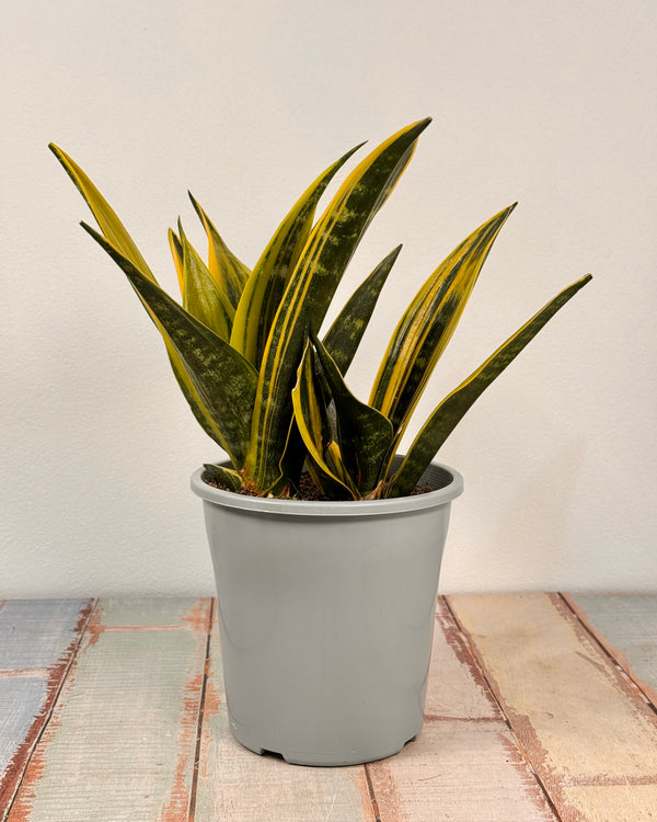 Sansevieria ‘Golden Flame’