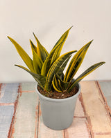Sansevieria ‘Golden Flame’
