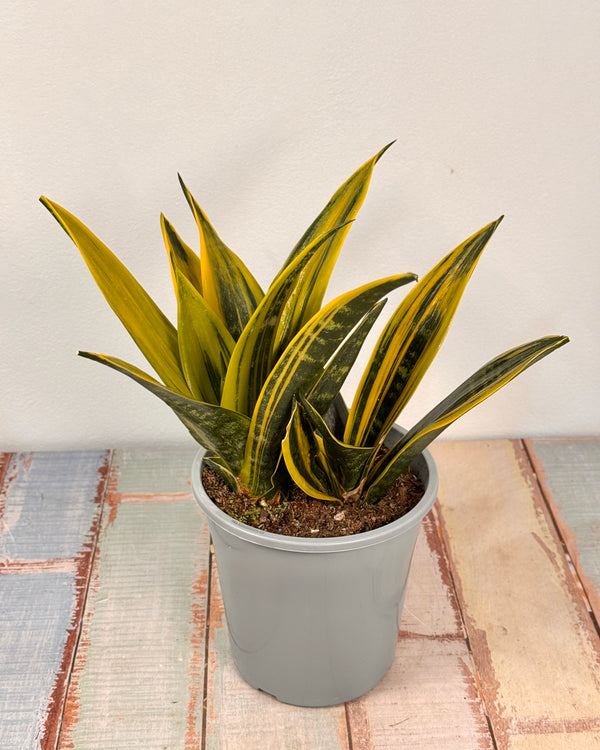 Sansevieria ‘Golden Flame’