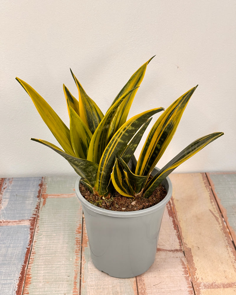 Sansevieria ‘Golden Flame’