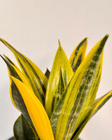 Sansevieria ‘Golden Flame’