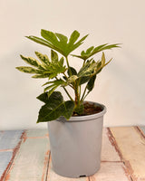 Fatsia japonica ‘Spider's Web’ - Plant Daddy
