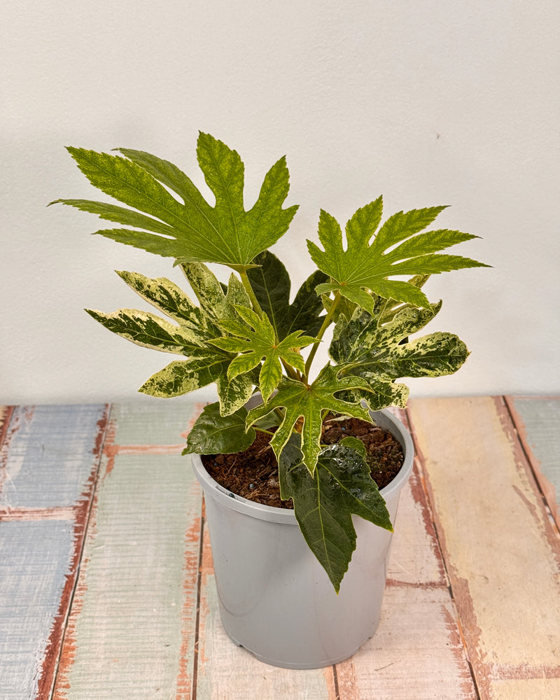 Fatsia japonica ‘Spider's Web’ - Plant Daddy
