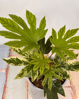 Fatsia japonica ‘Spider's Web’ - Plant Daddy