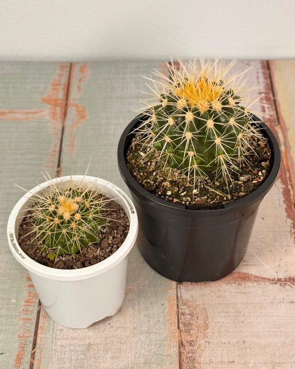 Echinocactus grusonii (Golden Barrel Cactus)