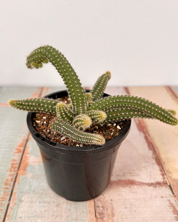 Echinopsis chamaecereus (Peanut Cactus)